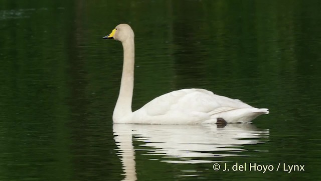 Whooper Swan - ML201524251