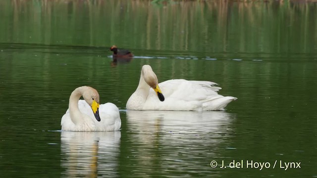 Whooper Swan - ML201524261