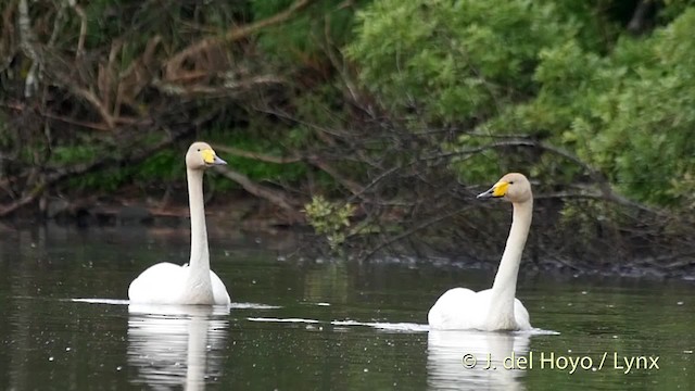 Whooper Swan - ML201524281