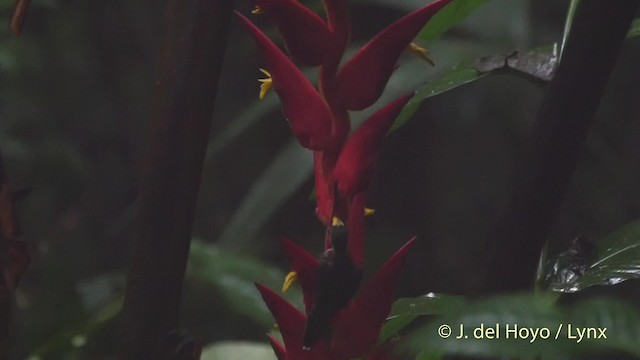 White-tipped Sicklebill - ML201524301