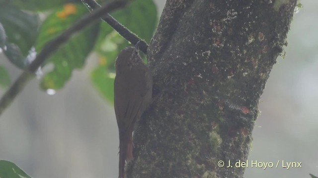 Wedge-billed Woodcreeper (pectoralis Group) - ML201524311