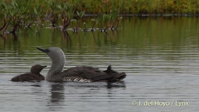 Red-throated Loon - ML201524331