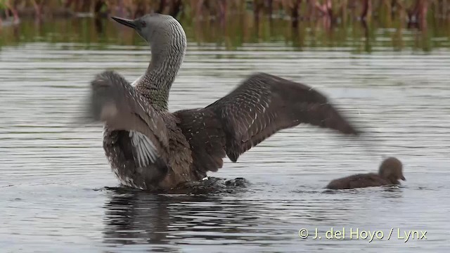 Red-throated Loon - ML201524351