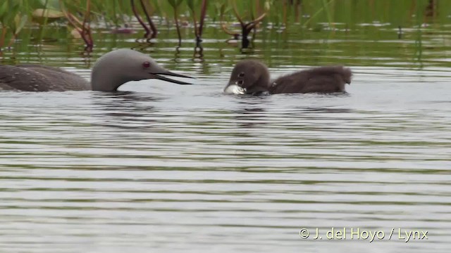 Red-throated Loon - ML201524371