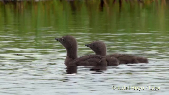 Red-throated Loon - ML201524381