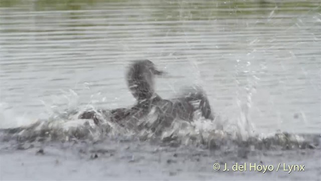 Red-throated Loon - ML201524391