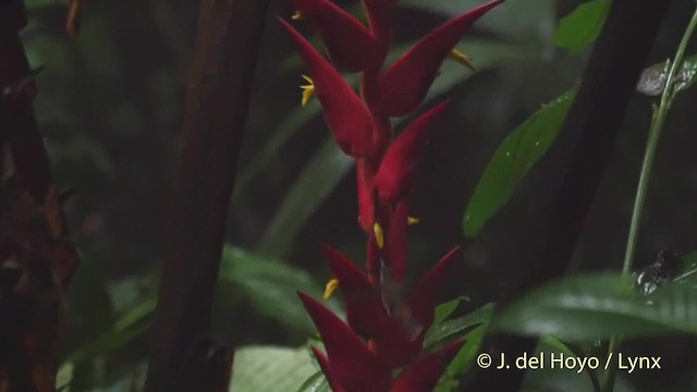Пестрогорлый колибри-отшельник - ML201524431