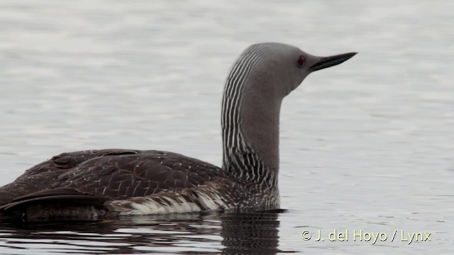 Red-throated Loon - ML201524441