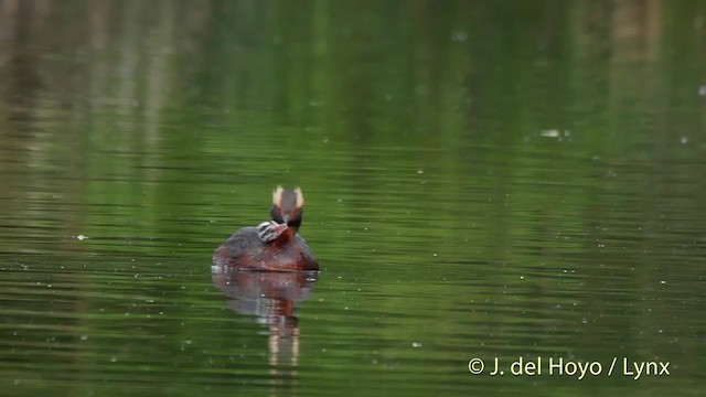 Horned Grebe - ML201524471