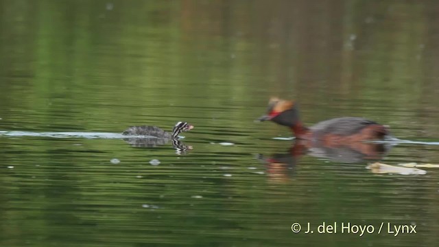 Horned Grebe - ML201524481