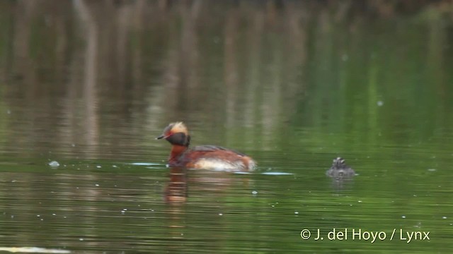 Horned Grebe - ML201524491