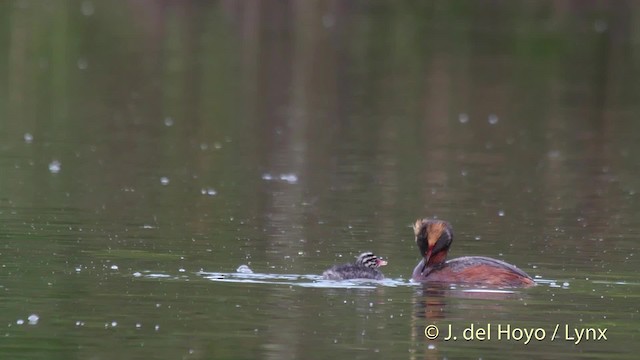 Horned Grebe - ML201524501