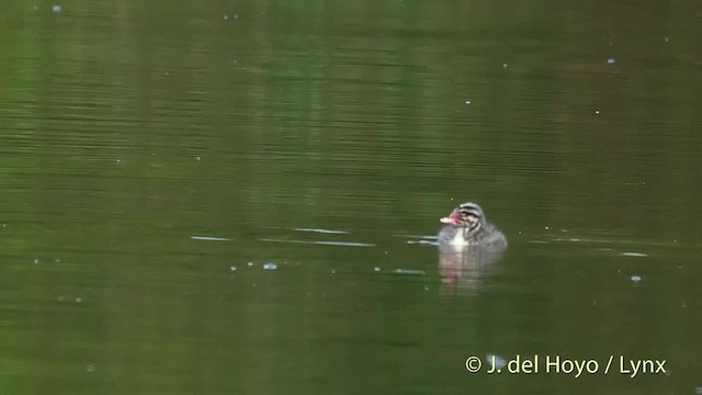 Horned Grebe - ML201524511