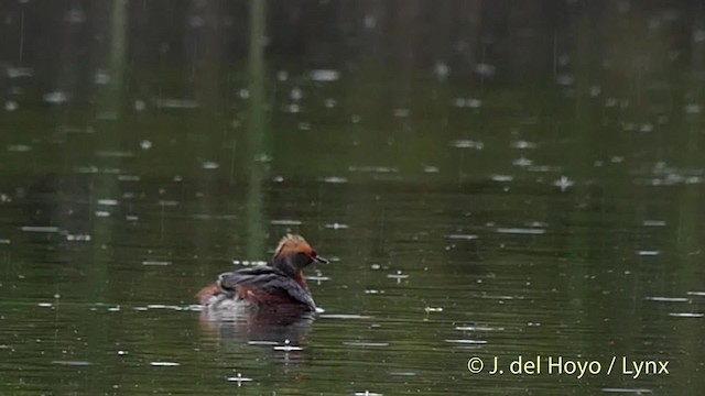 Horned Grebe - ML201524521