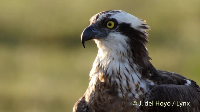 Águila Pescadora (haliaetus) - ML201524551