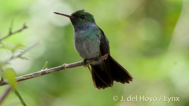 Blue-chested Hummingbird - ML201524571