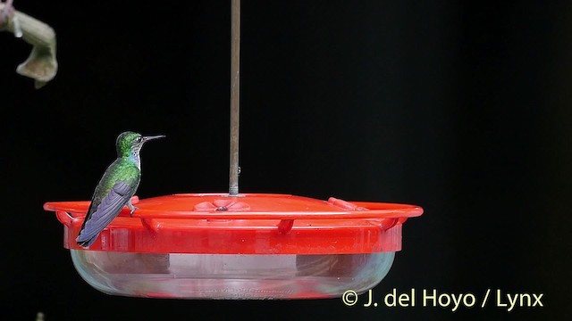 Blue-chested Hummingbird - ML201524581