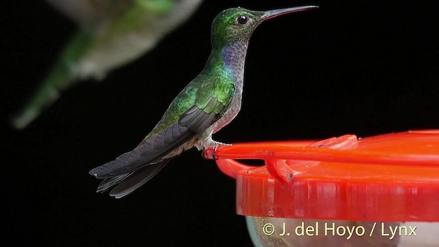 Blue-chested Hummingbird - ML201524591