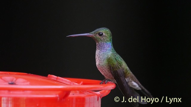 Blue-chested Hummingbird - ML201524601