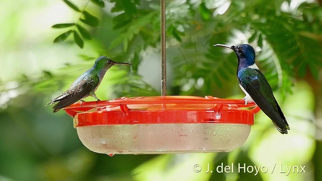 Blue-chested Hummingbird - ML201524611