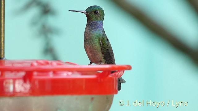 Blue-chested Hummingbird - ML201524621