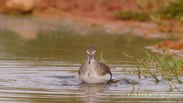 Green Sandpiper - ML201524691