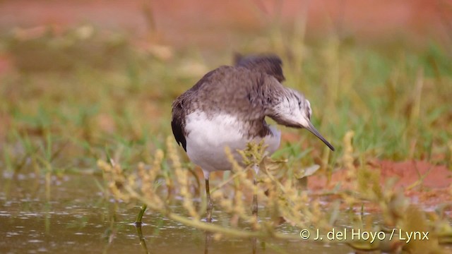 Green Sandpiper - ML201524701