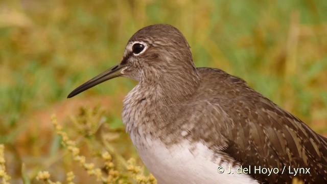 Green Sandpiper - ML201524711