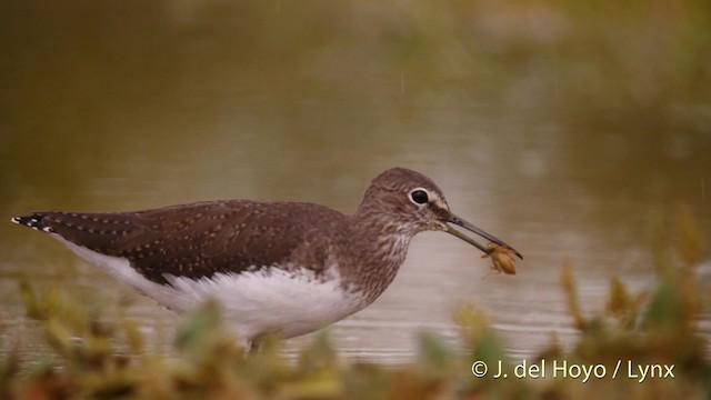 Green Sandpiper - ML201524721