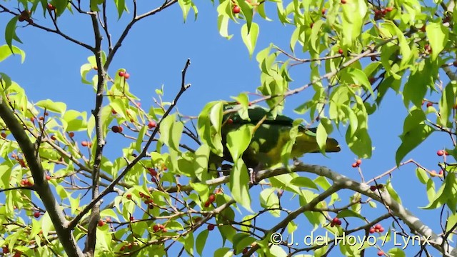 Carunculated Fruit-Dove - ML201524791