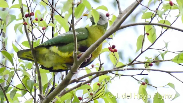 Carunculated Fruit-Dove - ML201524801