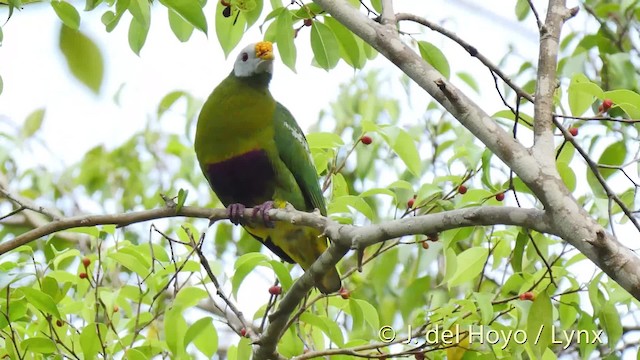 Carunculated Fruit-Dove - ML201524811