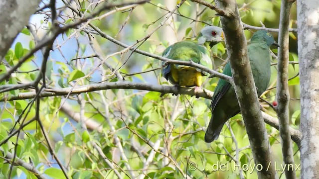 Carunculated Fruit-Dove - ML201524821