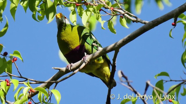 Carunculated Fruit-Dove - ML201524831