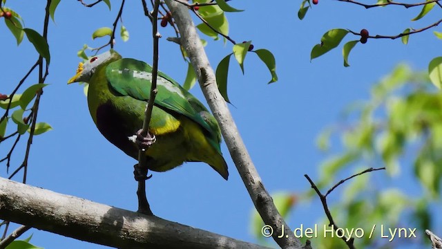 Carunculated Fruit-Dove - ML201524841