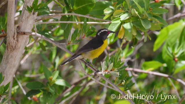 Bananaquit (Lesser Antillean) - ML201524851