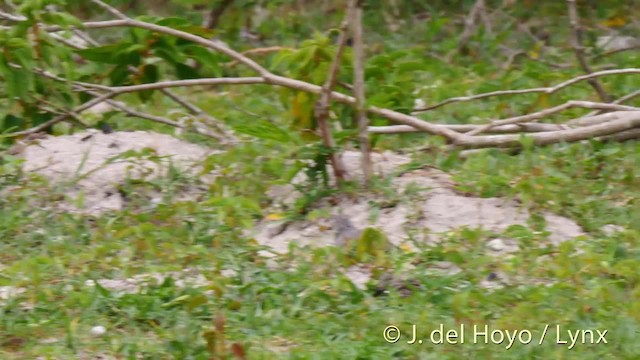 Common Ground Dove - ML201524871