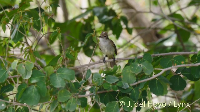 カリブシラギクタイランチョウ（martinica グループ） - ML201524881