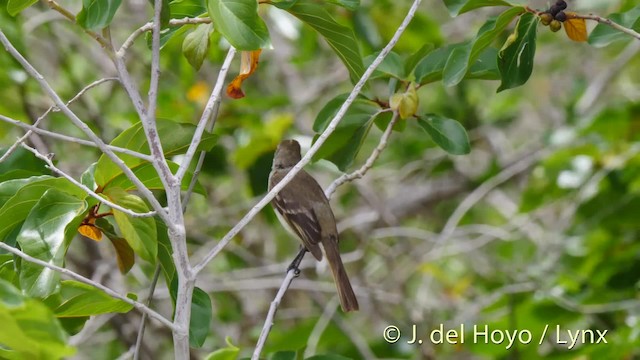 Caribbean Elaenia (Caribbean) - ML201524891