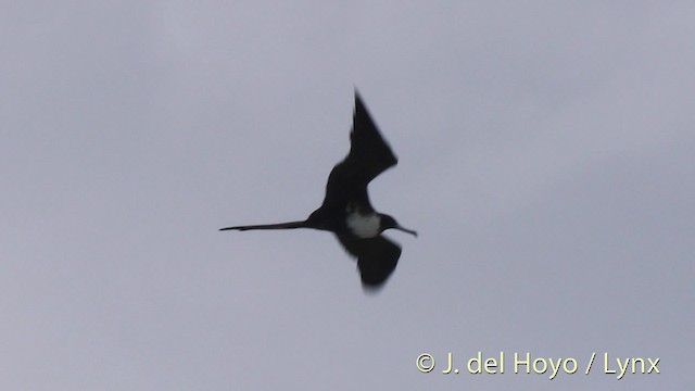 Magnificent Frigatebird - ML201524921