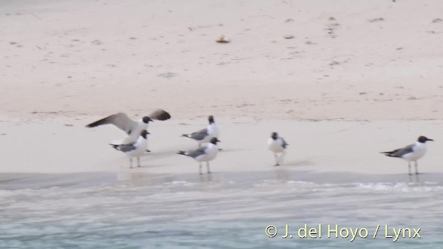 Laughing Gull - ML201524931