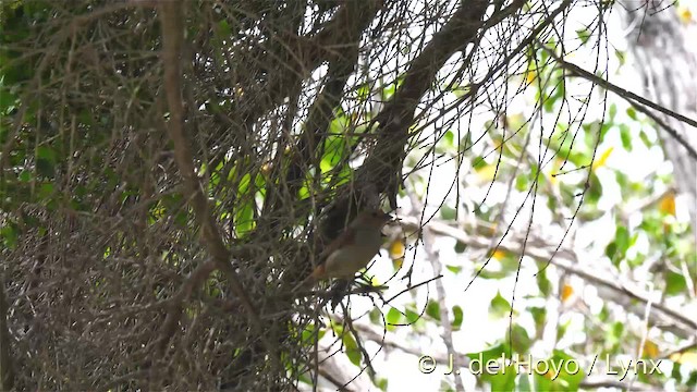 Lesser Antillean Bullfinch - ML201524941