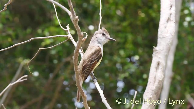 Lesser Antillean Flycatcher - ML201524961