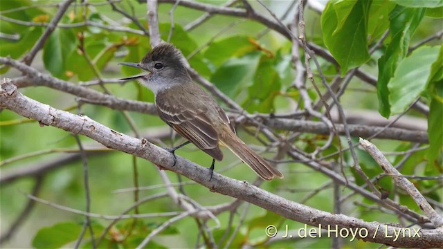 Lesser Antillean Flycatcher - ML201524971