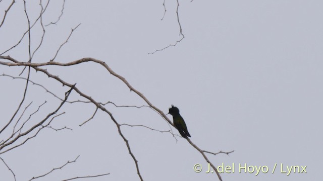 kolibřík chocholatý (ssp. exilis) - ML201524981