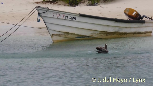 pelikán hnědý (ssp. occidentalis/murphyi) - ML201524991