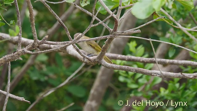 Black-whiskered Vireo - ML201525011