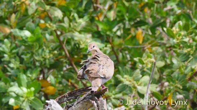 Zenaida Dove - ML201525021