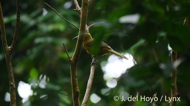 Montserrat Oriole - ML201525051