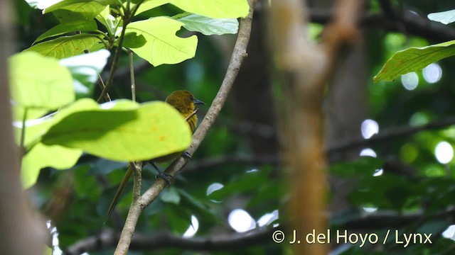 Montserrat Oriole - ML201525061